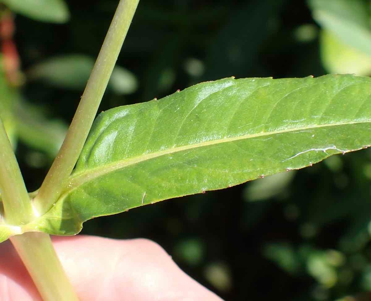 Bidens laevis