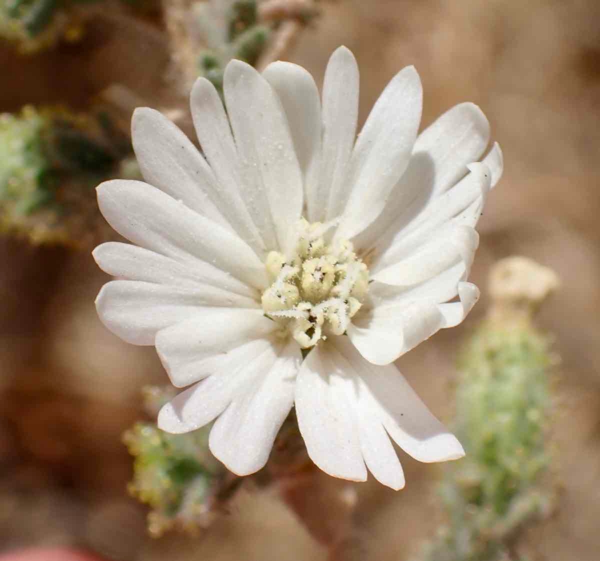 Blepharizonia plumosa