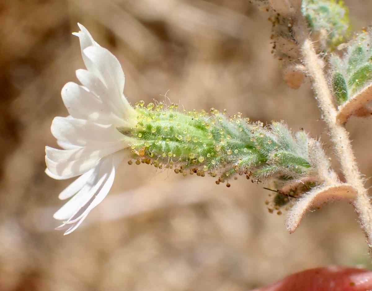 Blepharizonia plumosa