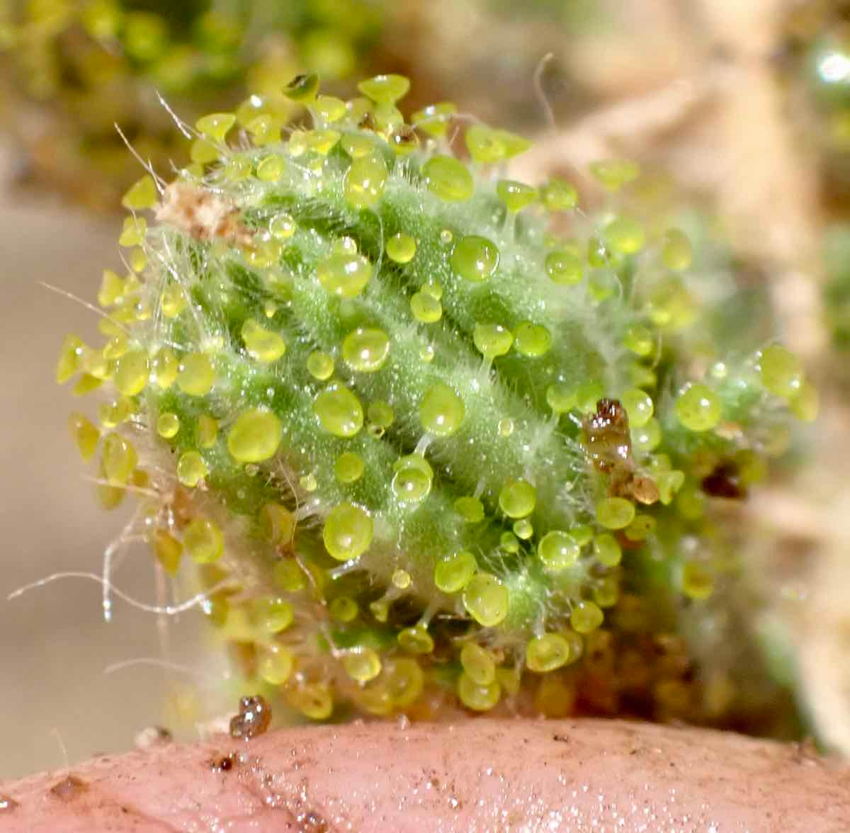 Blepharizonia plumosa