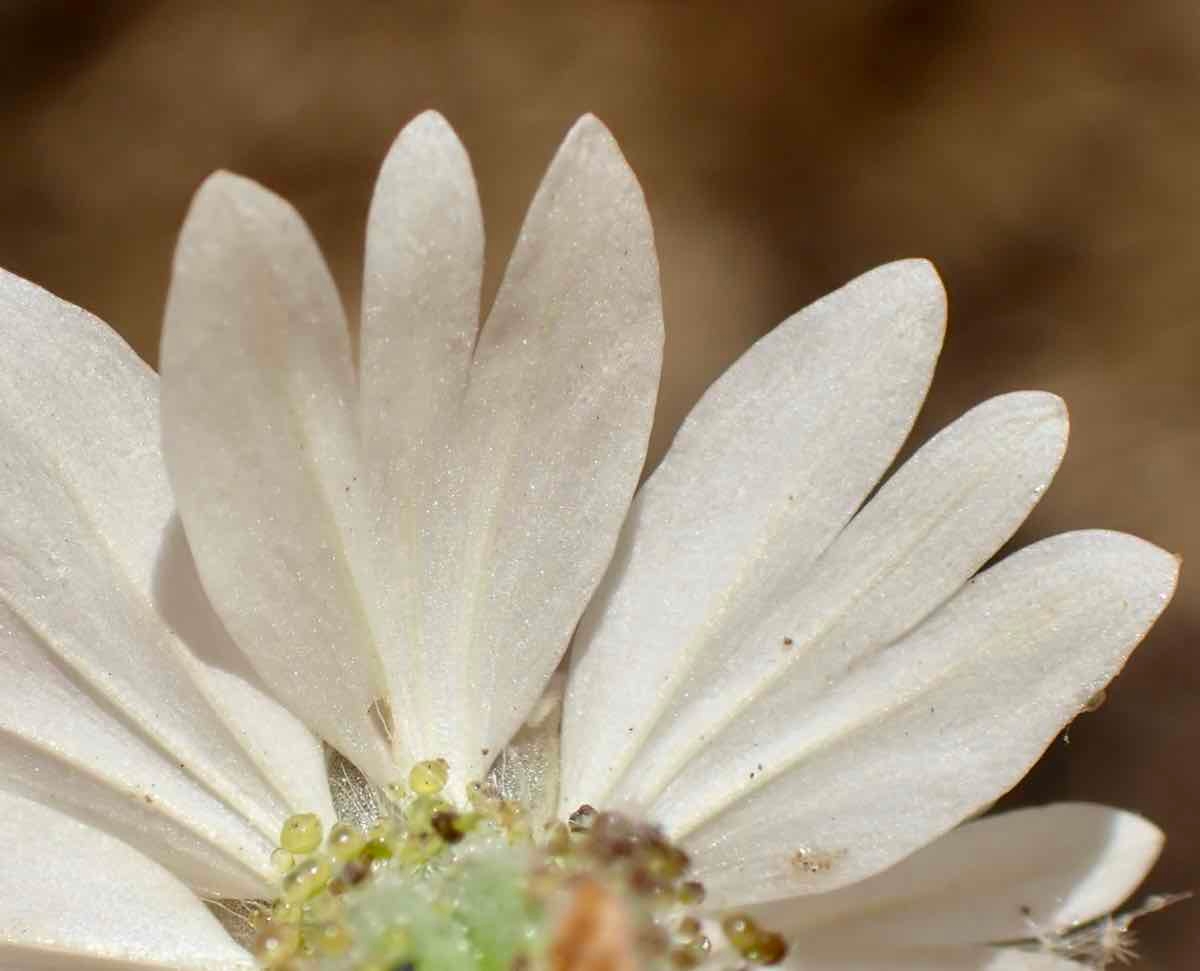 Blepharizonia plumosa