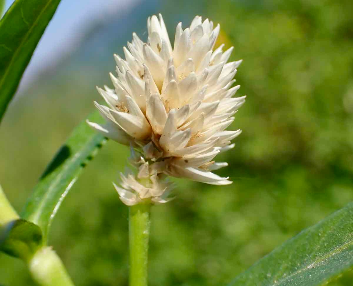 Alternanthera philoxeroides