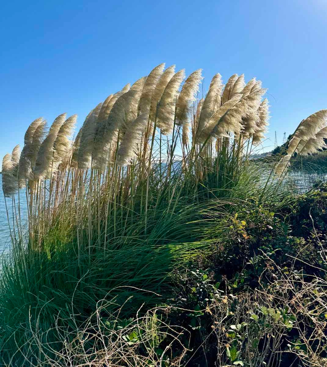 Cortaderia jubata