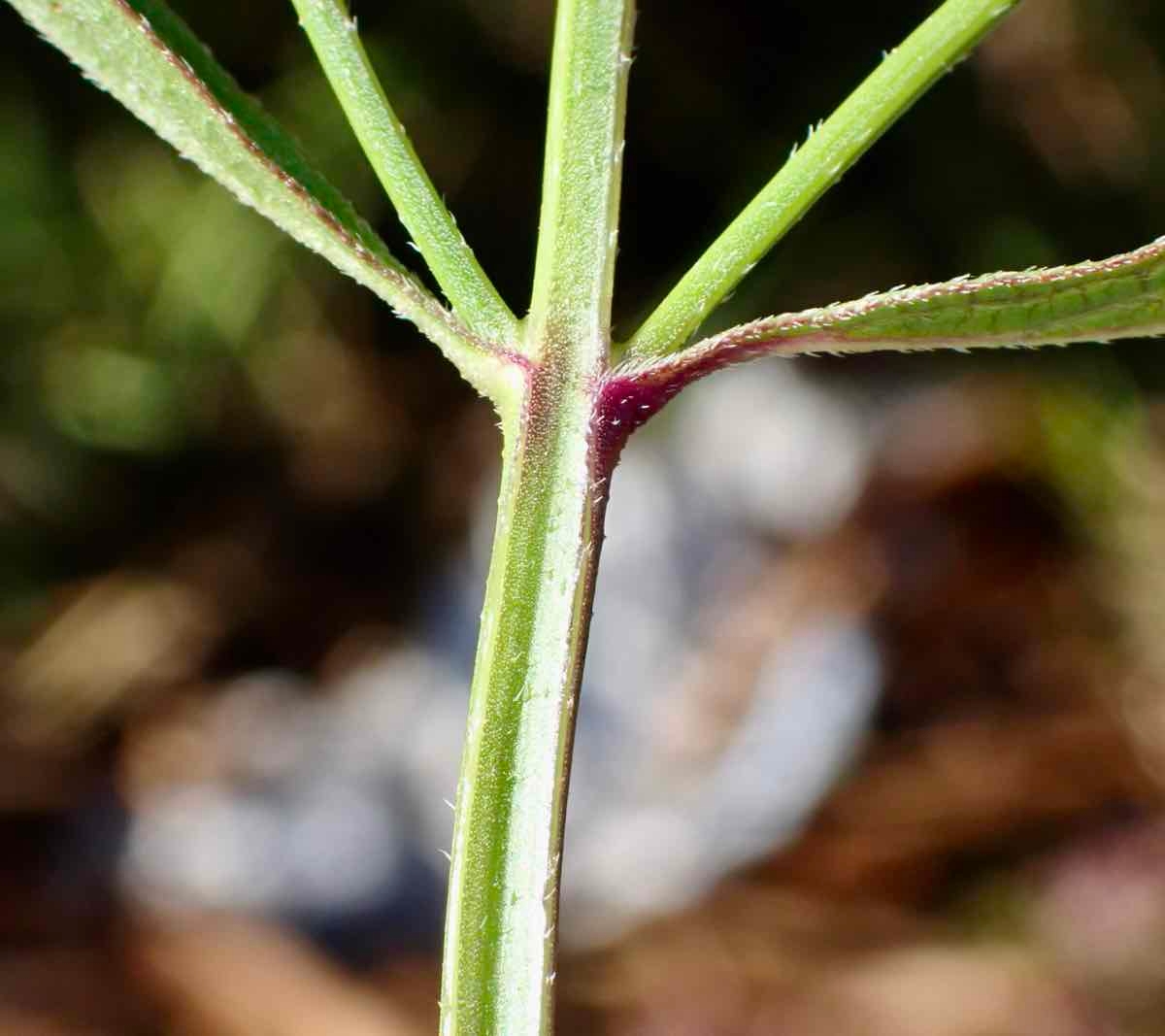 Verbena bonariensis