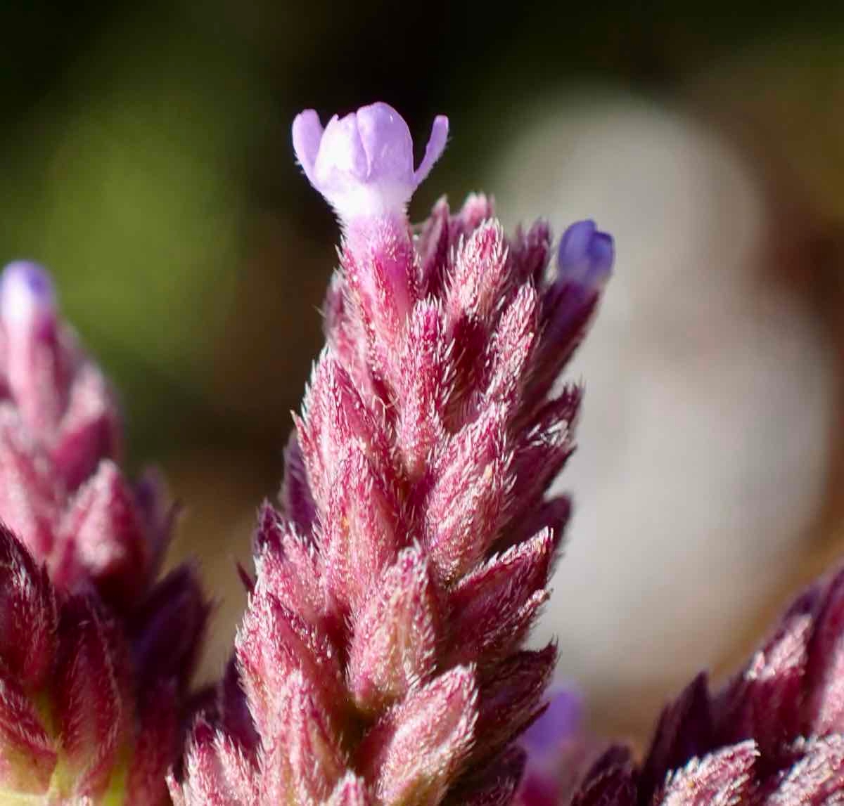 Verbena bonariensis