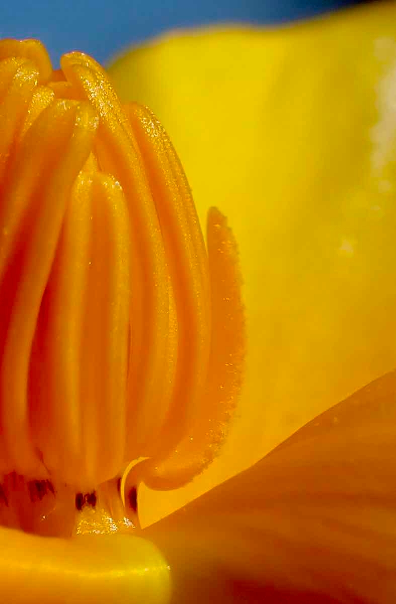 Eschscholzia californica