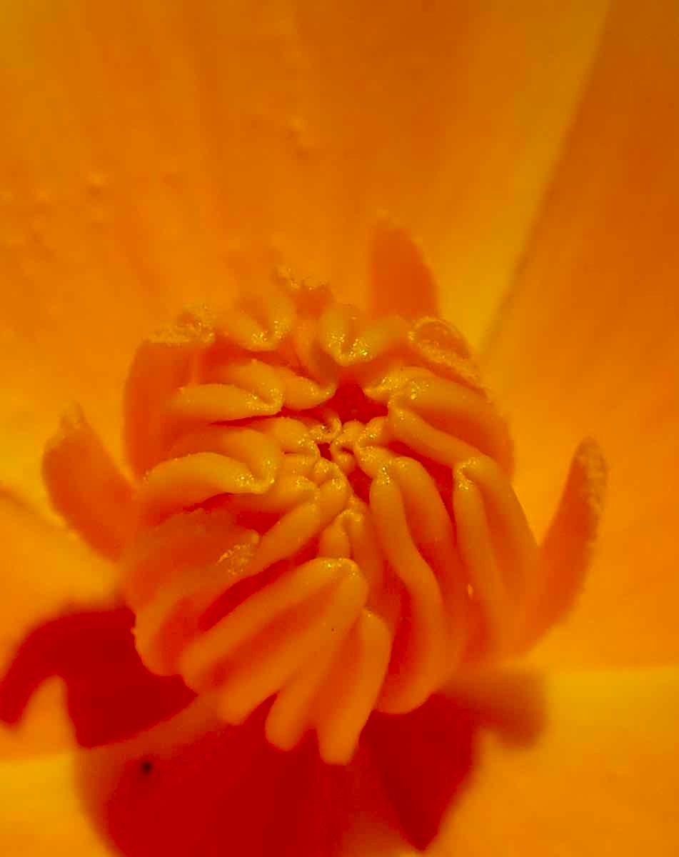 Eschscholzia californica