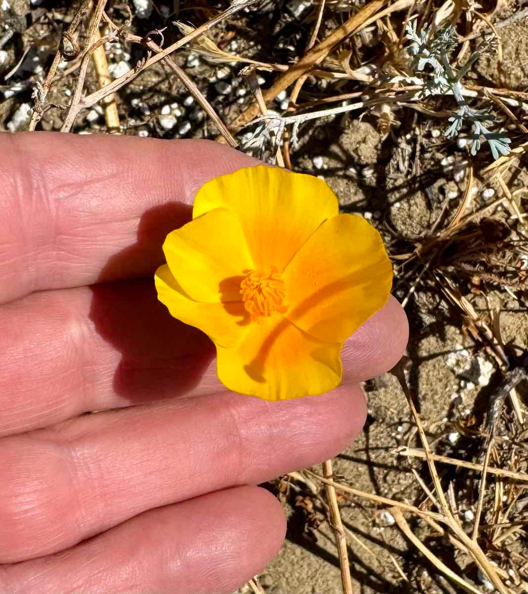 Eschscholzia californica