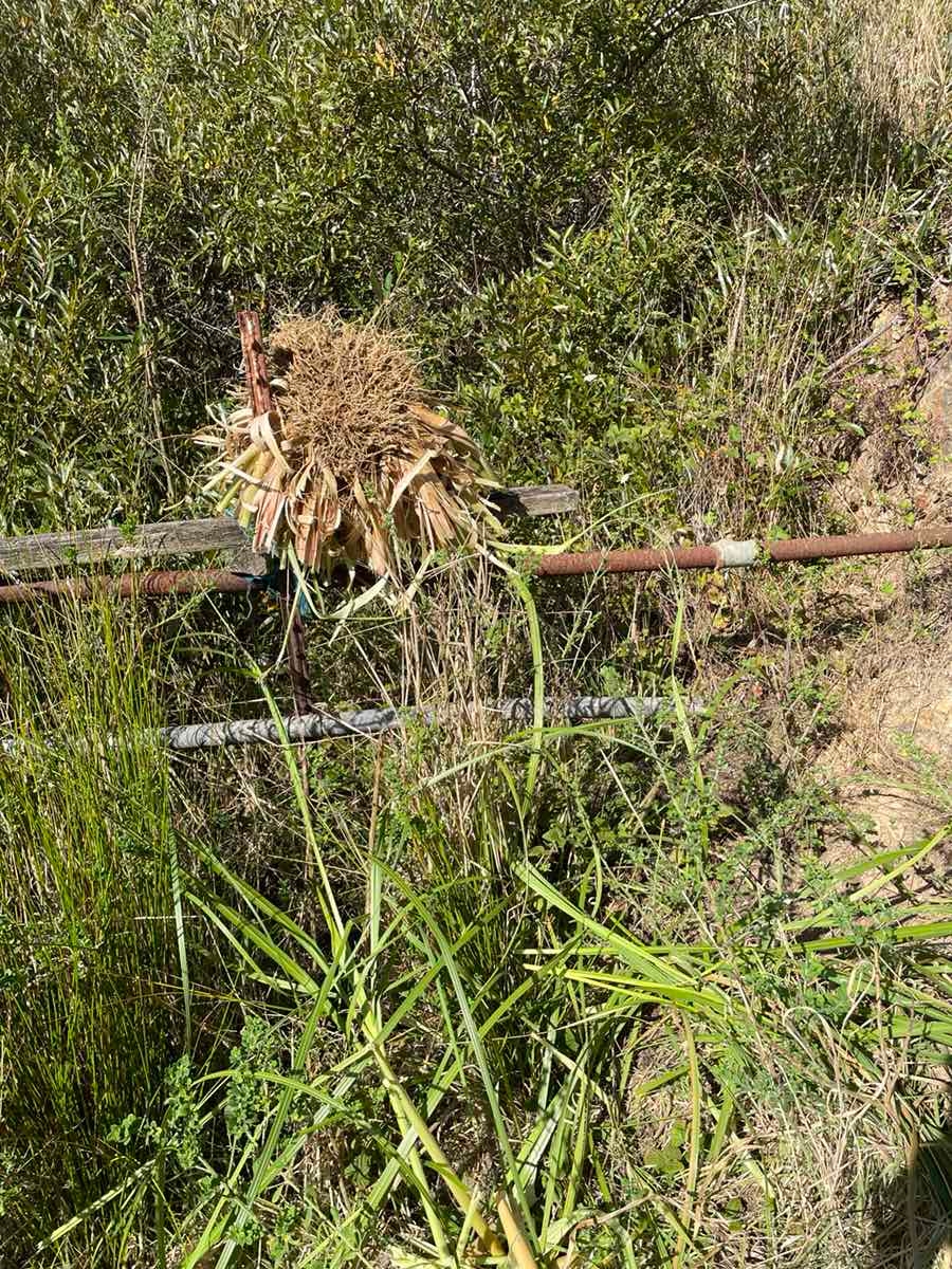 Cortaderia jubata