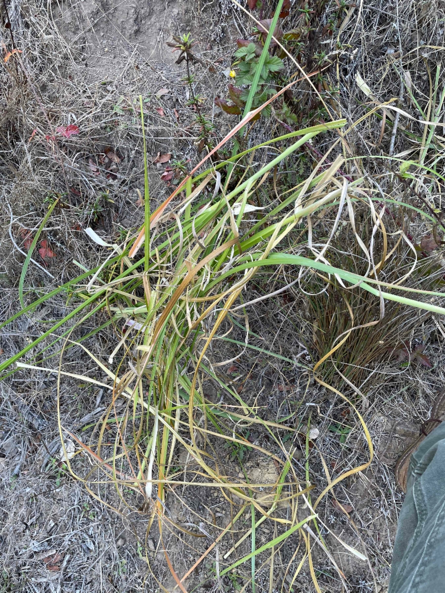 Cortaderia jubata