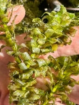 Hydrilla verticillata