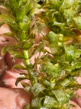 Hydrilla verticillata