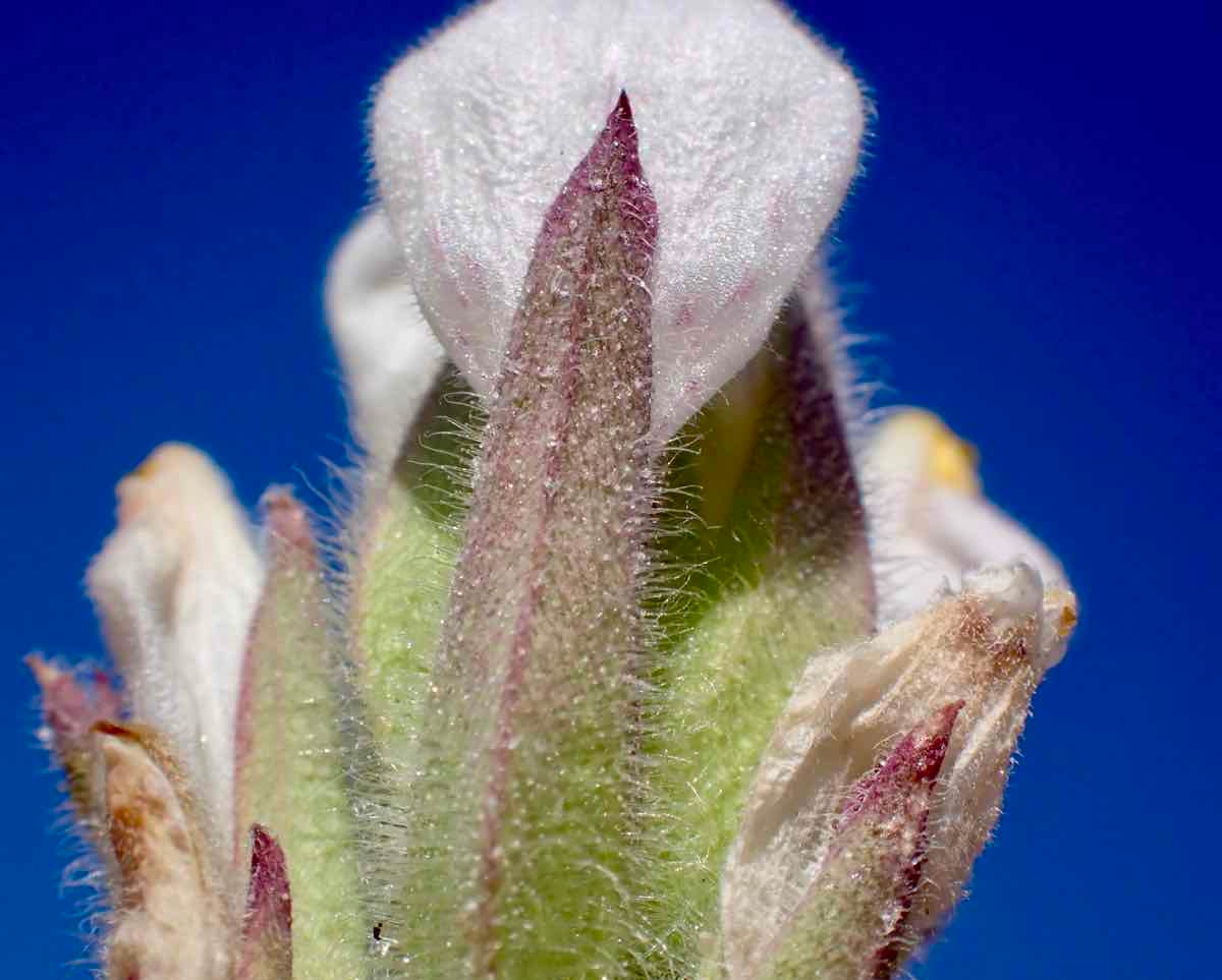 Chloropyron maritimum ssp. canescens