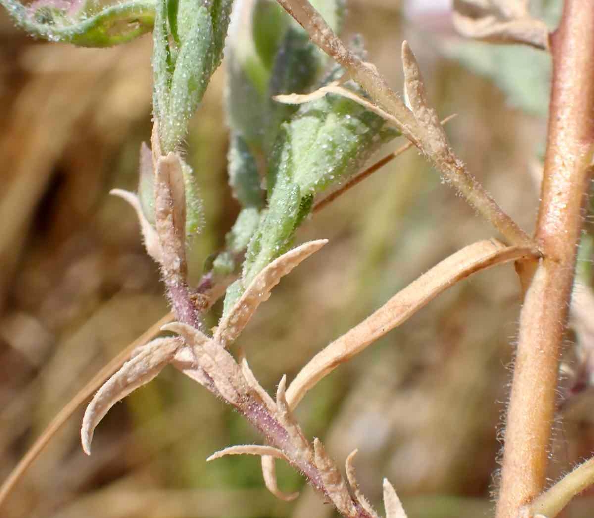 Chloropyron maritimum ssp. canescens