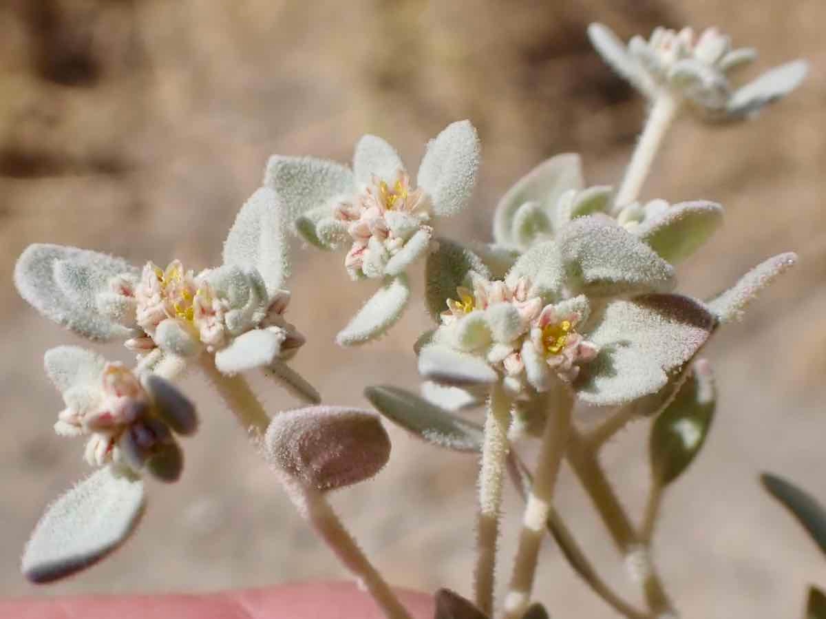 Tidestromia suffruticosa var. oblongifolia