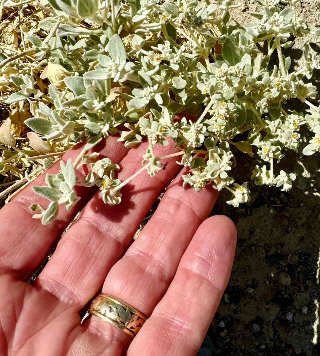 Tidestromia suffruticosa var. oblongifolia