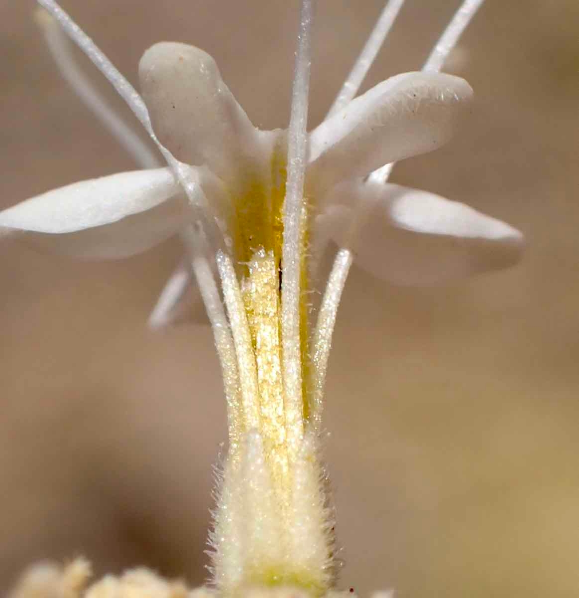 Petalonyx nitidus