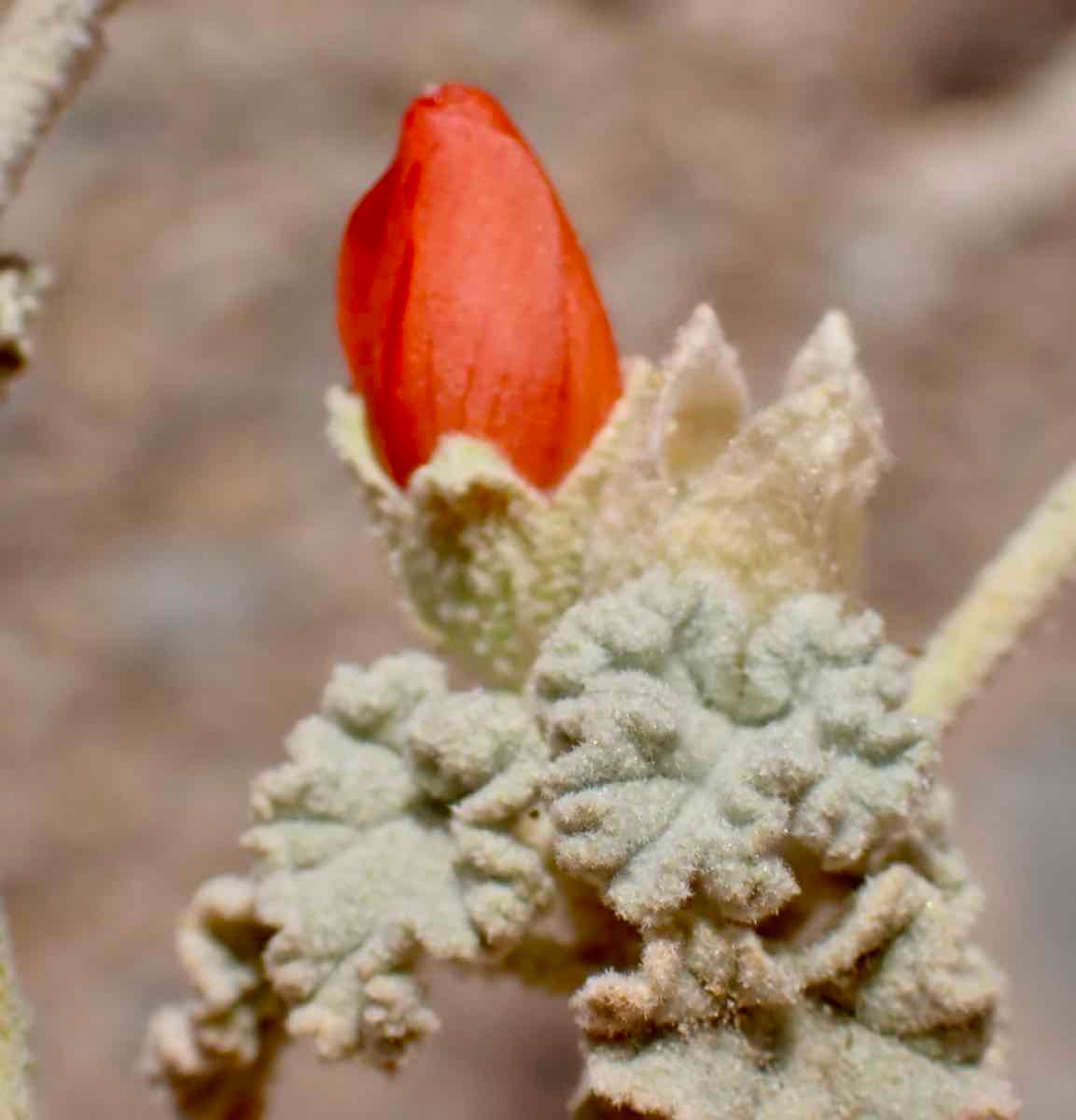 Sphaeralcea ambigua var. rugosa