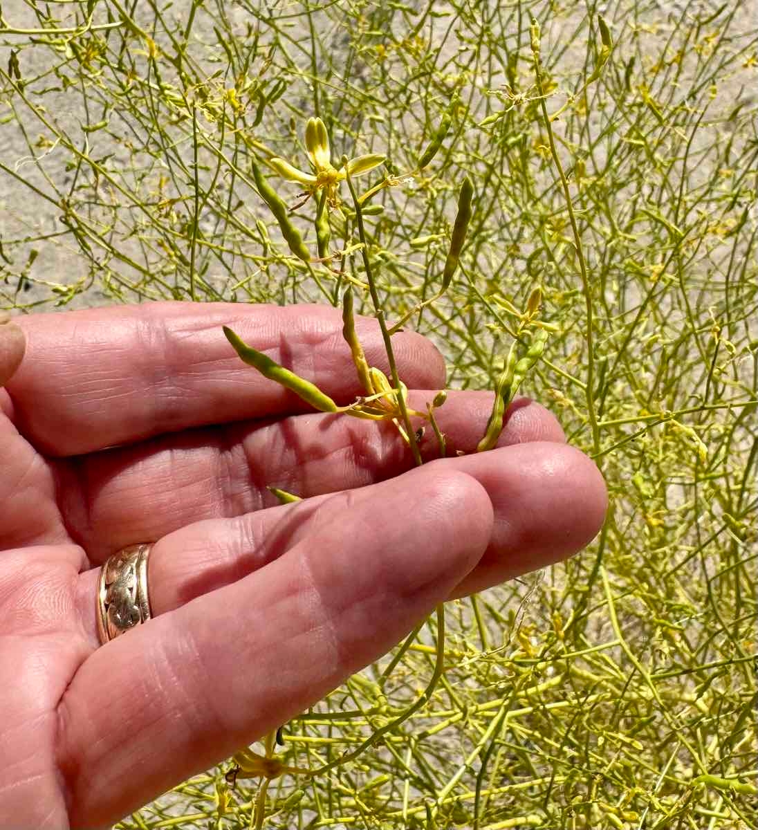 Cleomella sparsifolia