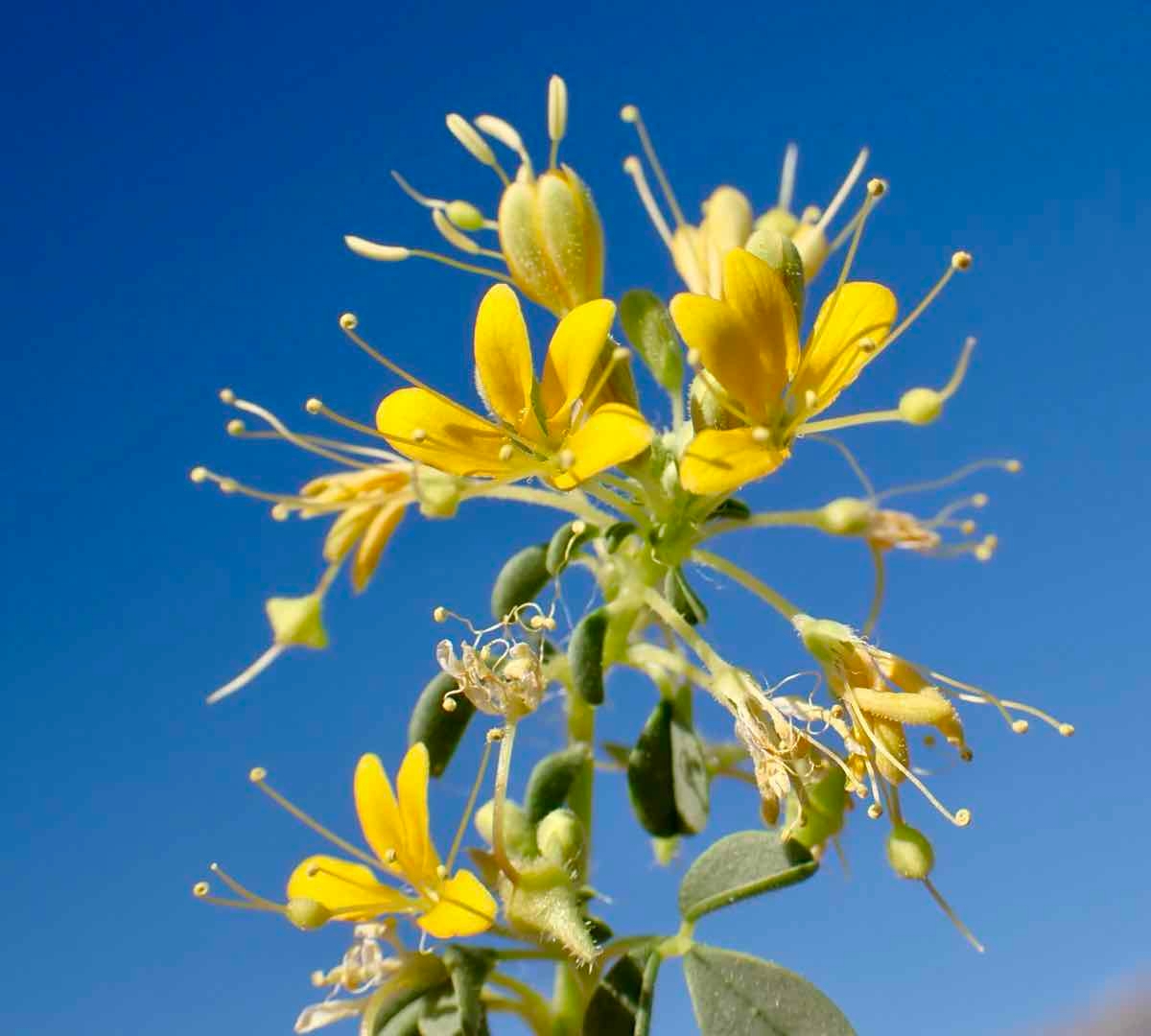 Cleomella obtusifolia