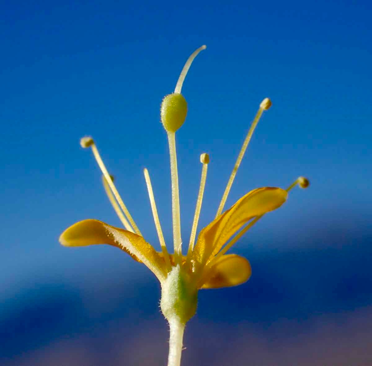 Cleomella obtusifolia