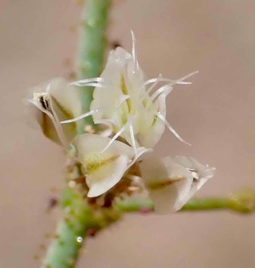 Eriogonum brachypodum