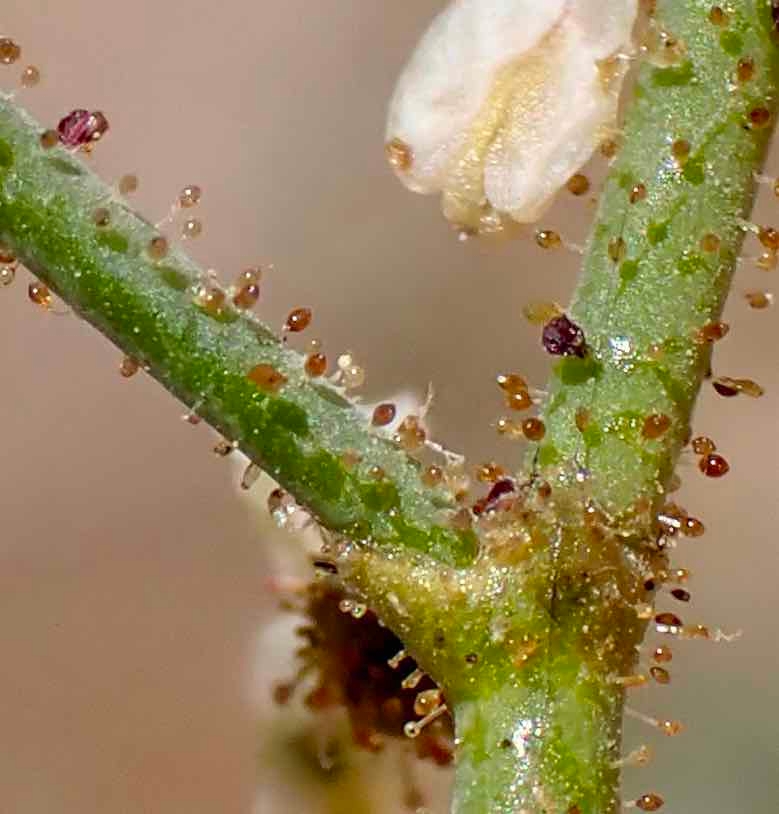 Eriogonum brachypodum