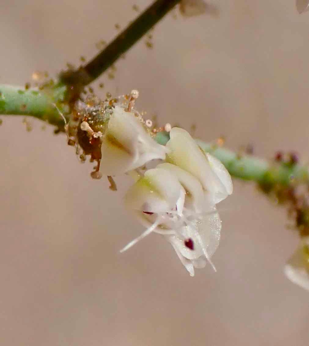 Eriogonum brachypodum