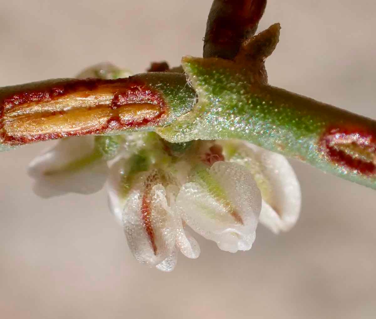 Eriogonum rixfordii