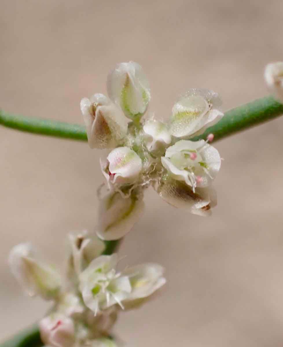 Eriogonum rixfordii