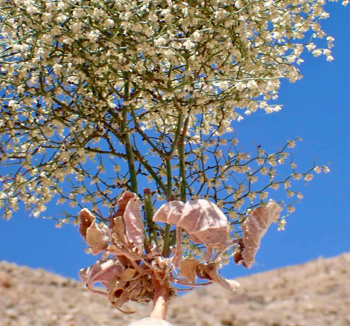 Eriogonum rixfordii