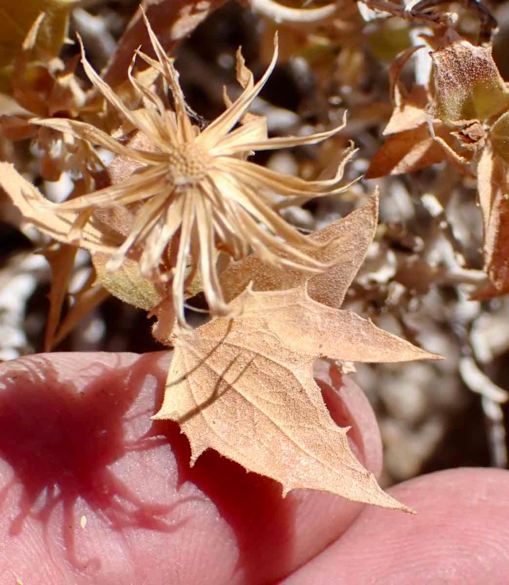 Brickellia atractyloides var. arguta