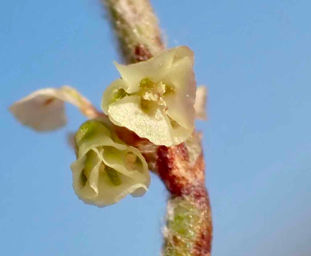 Eriogonum nidularium