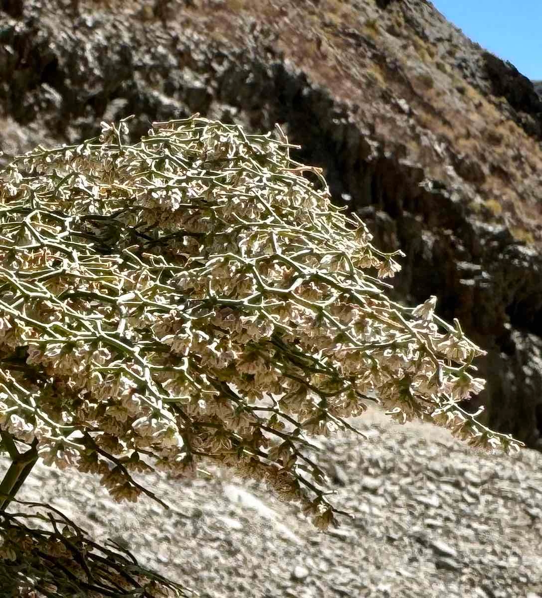 Eriogonum rixfordii