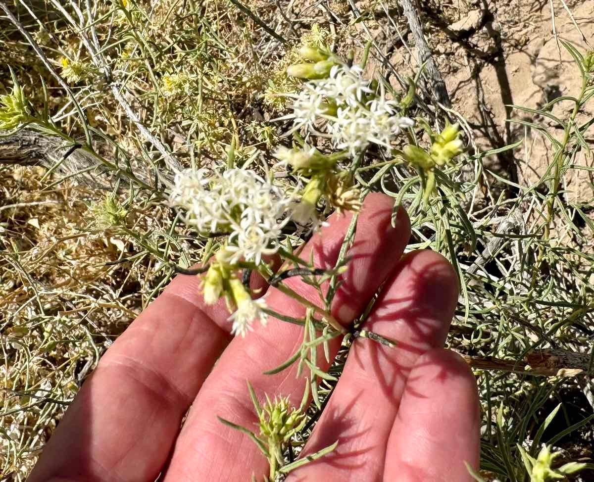 Ericameria albida