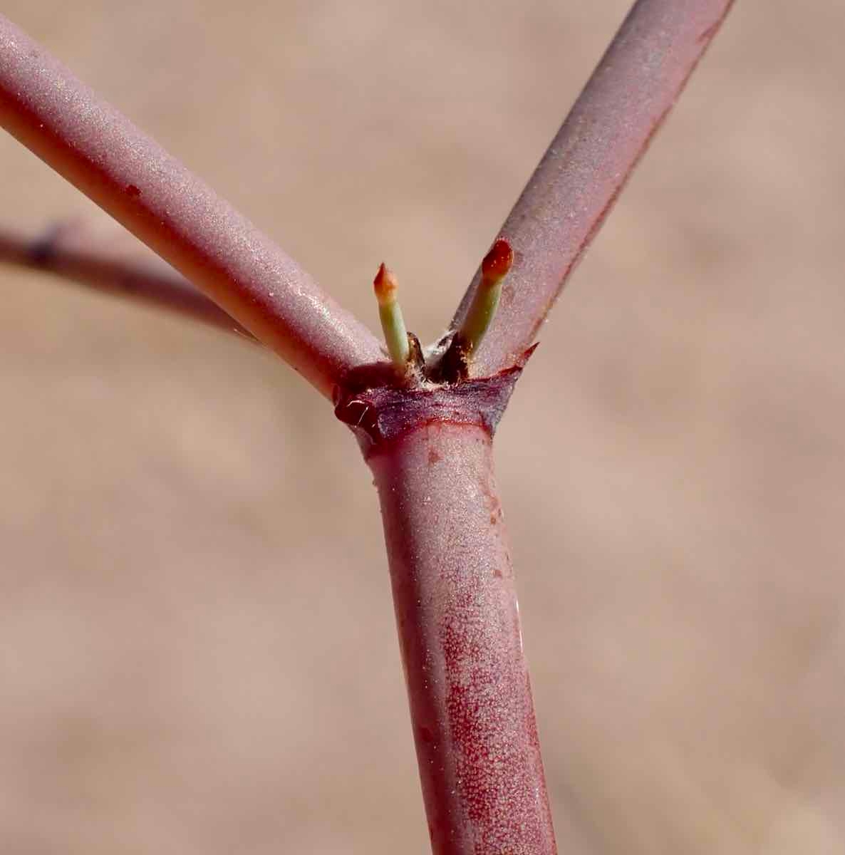 Eriogonum deflexum var. deflexum