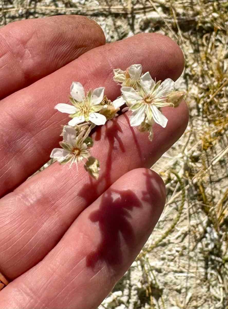 Ivesia kingii var. kingii