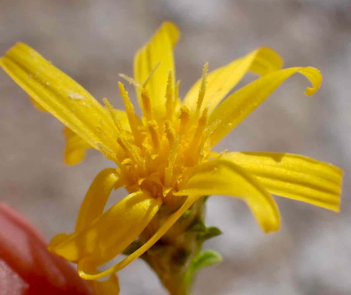 Pyrrocoma racemosa var. paniculata