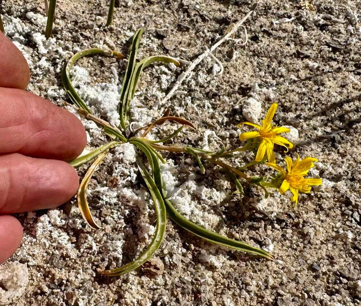 Pyrrocoma racemosa var. paniculata