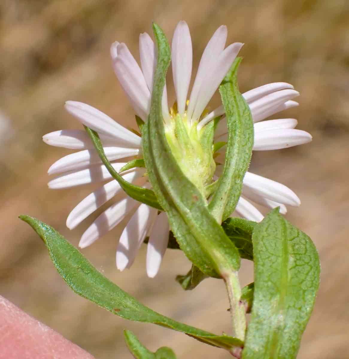 Symphyotrichum lanceolatum var. hesperium