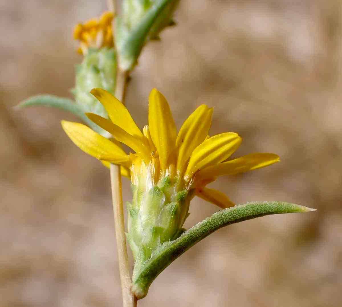 Pyrrocoma racemosa var. sessiliflora