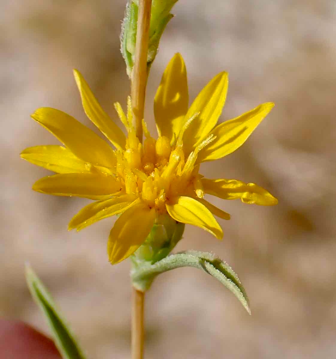 Pyrrocoma racemosa var. sessiliflora