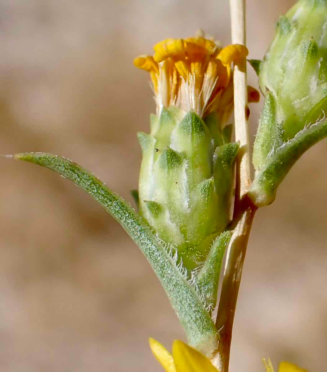 Pyrrocoma racemosa var. sessiliflora