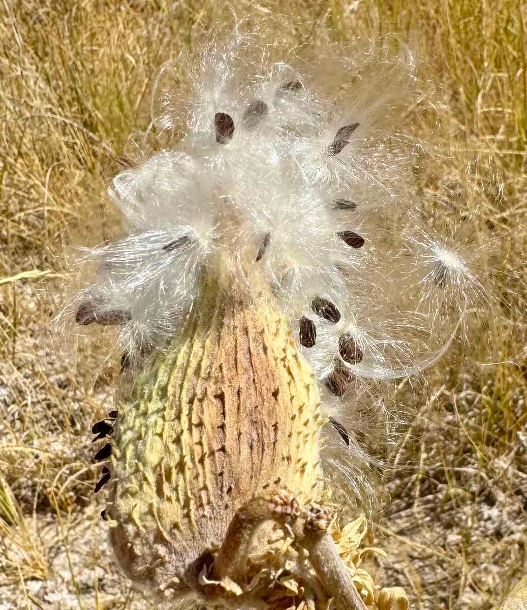 Asclepias speciosa