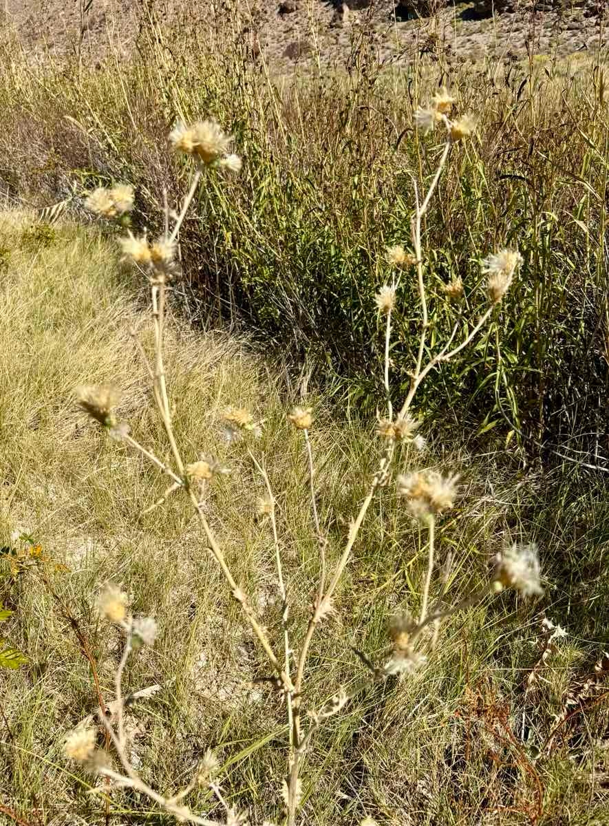 Cirsium mohavense