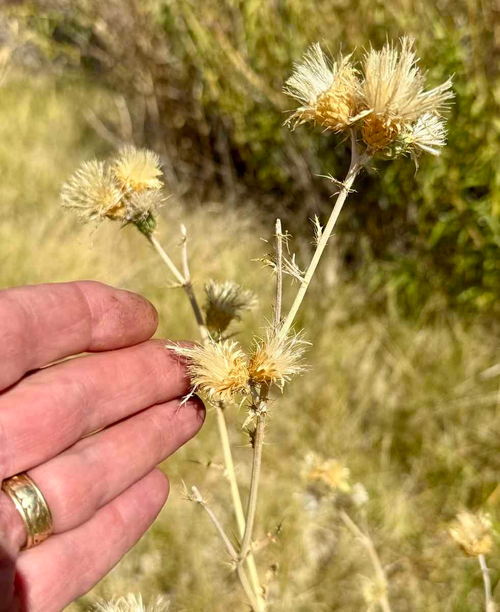 Cirsium mohavense