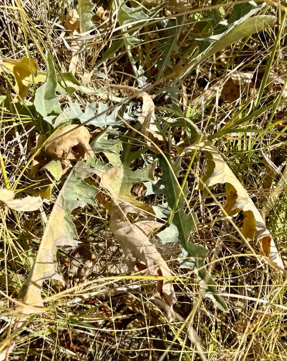 Cirsium mohavense