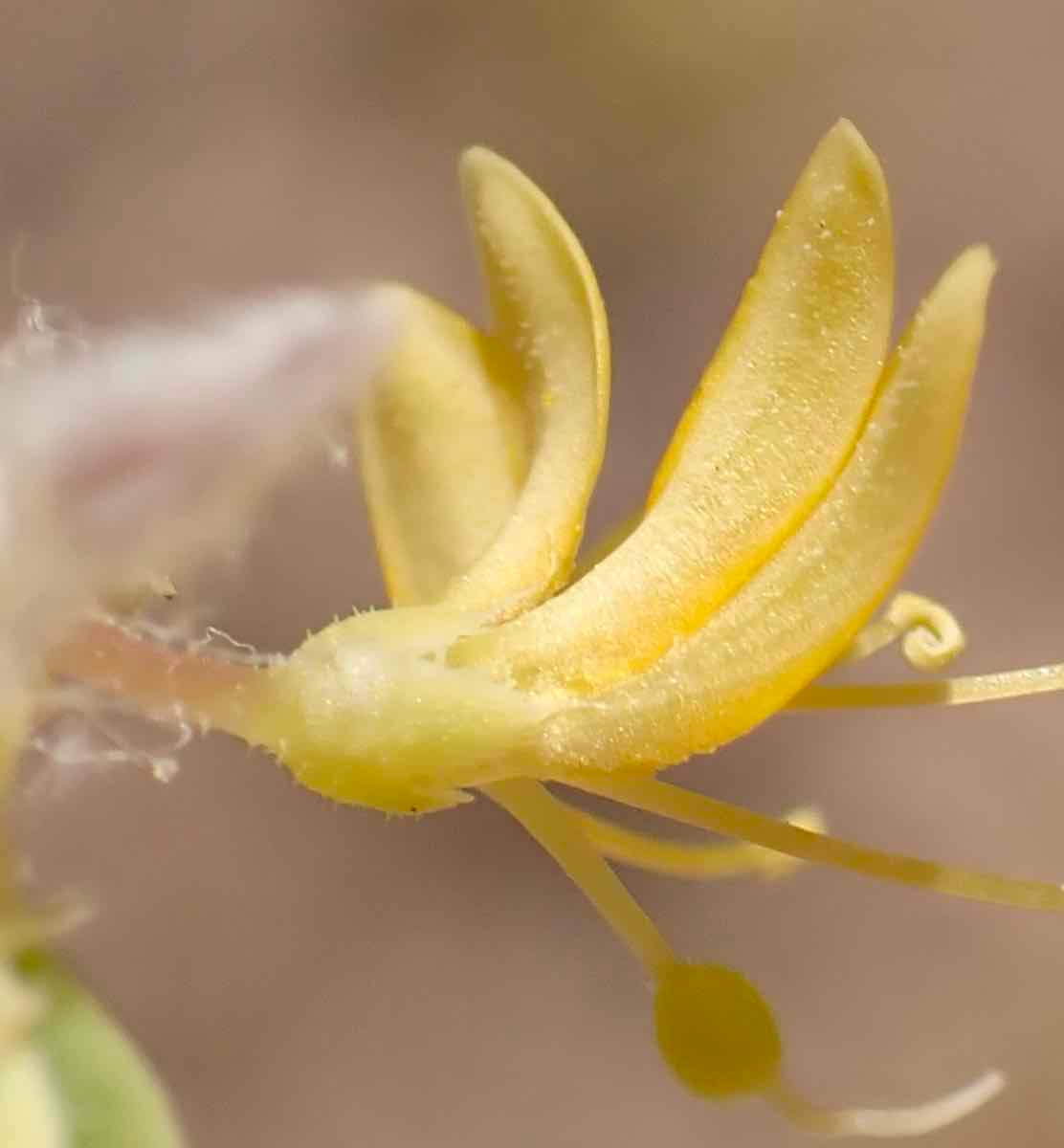 Cleomella obtusifolia