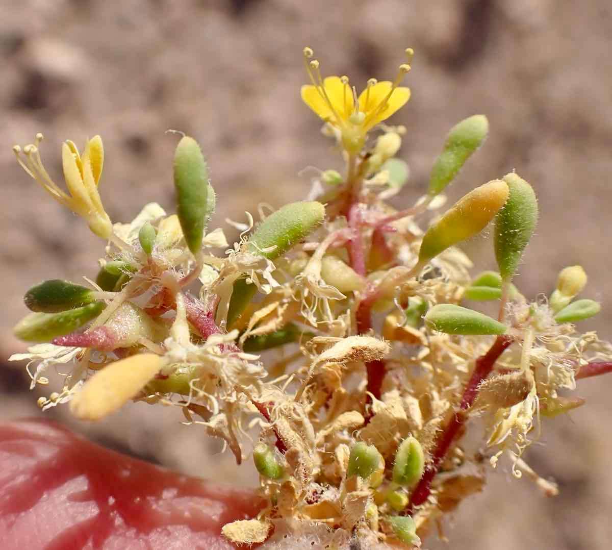 Cleomella obtusifolia