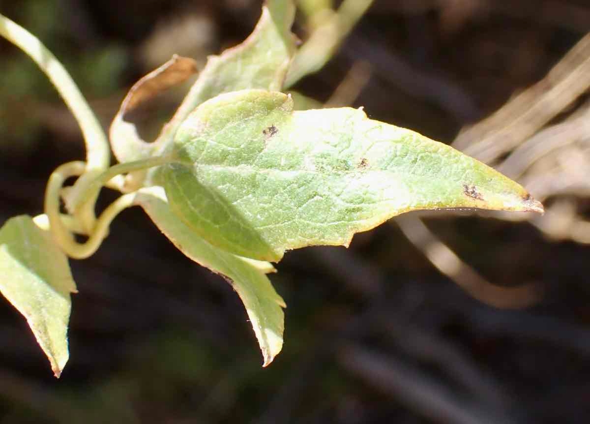 Clematis ligusticifolia